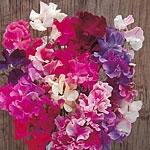 Unbranded Sweet Pea Horizon Mixed Seeds - Twinpack