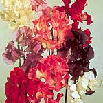 Unbranded Sweet Pea Jet Set Mixed Colours Seeds 414259.htm