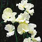 Unbranded Sweet Pea Jilly (Plugs of Plants) 401431.htm