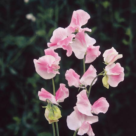 Unbranded Sweet Pea Mollie Rilestone Seeds Average Seeds 20