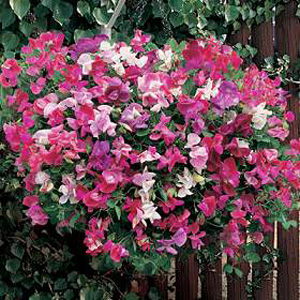 The Hanging Basket Sweet Pea. Just imagine the familiar fragrance of Sweet Peas growing in a basket 