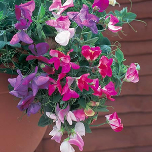 This impressive dwarf mixture is scented  has a cascading habit  and contains five heavenly colours: