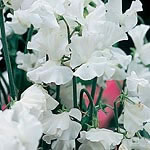 Elegant  pure white  frilly flowers. Sweetly scented. Recommended for exhibition. Easy to grow HA - 