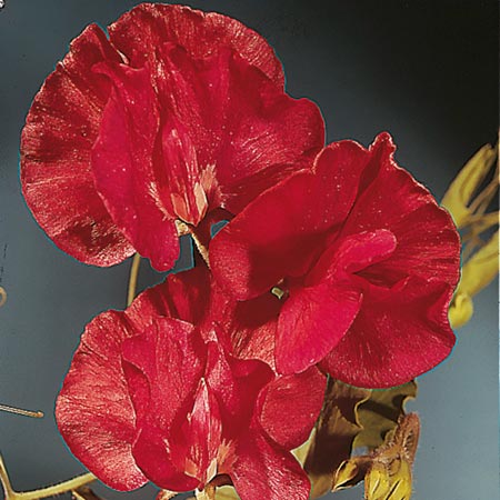 Unbranded Sweet Pea Winston Churchill Seeds Average Seeds 25