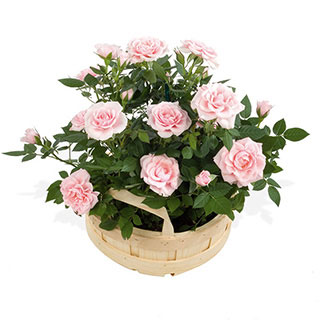 A pretty wood basket packed with sweet miniature Roses in subtle shades makes for a really pretty