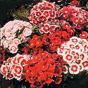 Irresistible  sparkling colours for the garden with a sweet  carnation-like fragrance. Everybody can