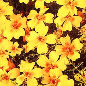 Unbranded Tagetes Golden Gem Seeds