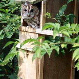 Unbranded Tawny Owl Box