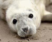 Unbranded The Scottish SEA LIFE Sanctuary Half Term Offer