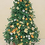 Unbranded Thunbergia Susie Plantss