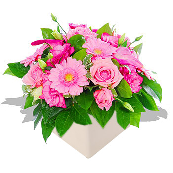 Unbranded Tickled Pinks - flowers