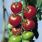 Unbranded Tomato Fantasio F1 Plants 400471.htm