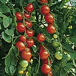 Unbranded Tomato Gardeners Delight Seeds