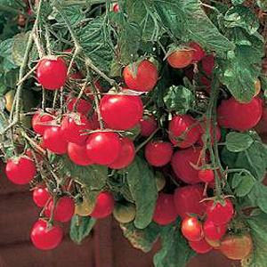 Unbranded Tomato Gartenperle Seeds