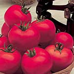 Unbranded Tomato Moneymaker Seeds