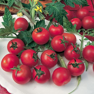 A tasty  early ripening continental type with plum-shaped fruits. The fruits have a `meaty` texture 