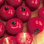 A fine tasting cherry tomato  combining intense sweetness with a hint of sharpness and produces huge