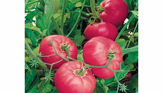 Brandy Boy captures all the rich flavour of the beloved Brandywine heirloom tomato (long the flavour favourite among heritage tomato enthusiasts) with a more shapely form  tidier growth habit  improved disease-resistance and bigger  earlier yields. O