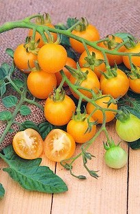 Grow your very own Tomatoes from seed. One of the best yellow tomatoes to be bred for flavour. Being
