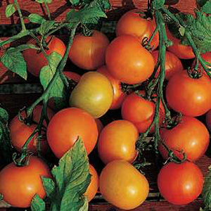 Unbranded Tomato Sungella Seeds