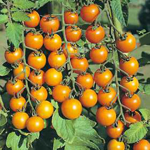 Unbranded Tomato Sungold F1 Hybrid Seeds