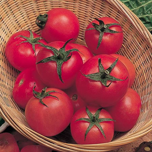 Unbranded Tomato Tamina Seeds