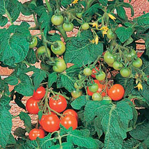 Unbranded Tomato Totem F1 Hybrid Seeds