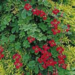 A must for gardening enthusiasts  this rambling climber produces spectacular clusters of glorious sc