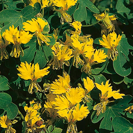 Unbranded Tropaeolum Canariense Seeds (Canary Creeper)