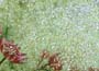 Tufted Hair Grass (syn. D. Golden Dew)