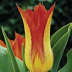 Unbranded Tulip Lilyfire