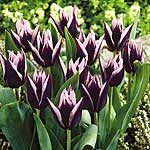 Unbranded Tulip Triumph Raika