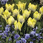 An exotic-looking `parrot` variety whose feathery petals are a pretty yellow with a blue-grey flame.