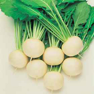 Unbranded Turnip Oasis Seeds