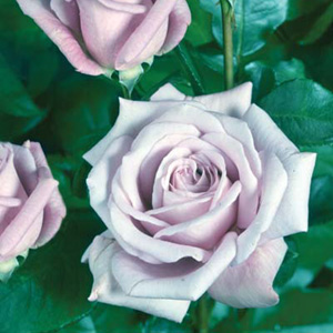 This Hybrid Tea Roseea has silvery lilac flowers and a pleasant fragrance. It offers good disease re