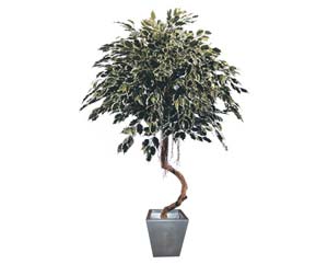 Unbranded Twisty stem variegated ficus plant