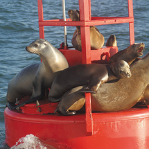 Unbranded Two Hour San Diego Harbour Cruise and Sea Lion