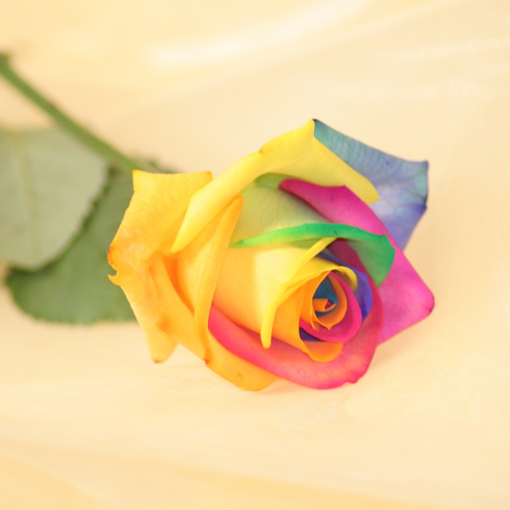 Unbranded Valentine Single Happy Rose