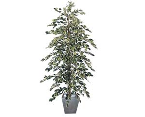 Unbranded Variegated pyramid ficus plant