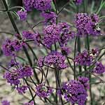 Unbranded Verbena Bonariensis Plants 488471.htm