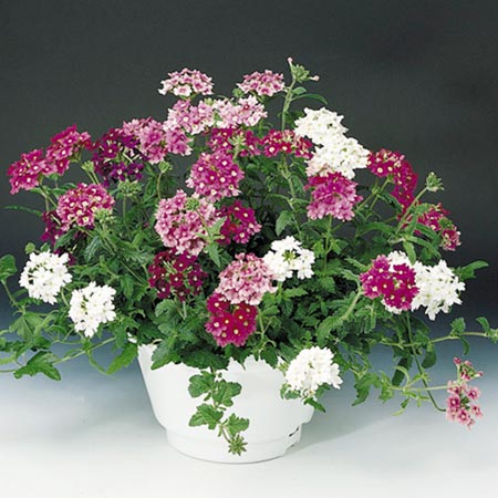 Unbranded Verbena Elegance Mixed Seeds Average Seeds 33