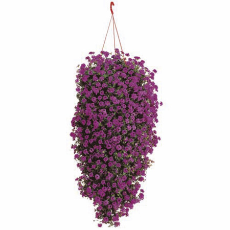 Unbranded Verbena Tapien Trailing Plants - PINK PARFAIT