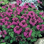 Unbranded Verbena Trailblazer Seeds 423656.htm