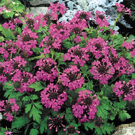 Unbranded Verbena Trailblazer Seeds Average Seeds 180