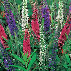 Unbranded Veronica Mixed Colours Seeds