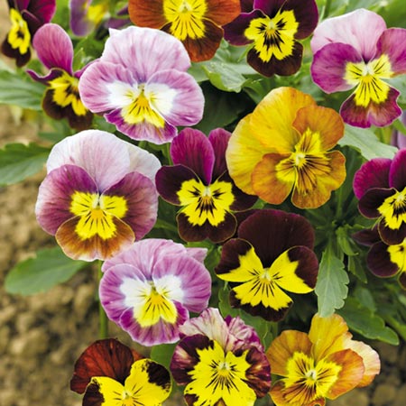 Unbranded Viola Funny Face Seeds Average Seeds 200