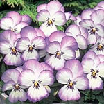 Unbranded Viola Magnifico F1 Seeds