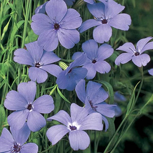 Unbranded Viscaria Blue Angel Seeds