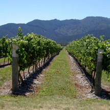Unbranded Wairau Plains Wine Walk Tour - Adult (Staying in