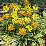 Unbranded Wallflower Citrona Mixed Garden Ready Plants